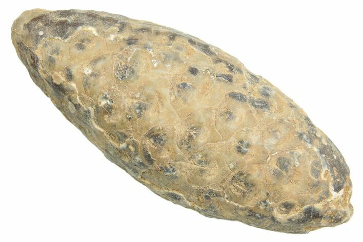Fossil Cycadophyte Seed Cone - Boujdour, Morocco #349030
